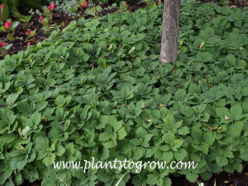 Allegheny Spurge (Pachysandra procumbens) 
This is always a nice planting